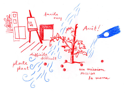Plante de tomate + leçons d’anglais/Tomato Plants + English Lessons